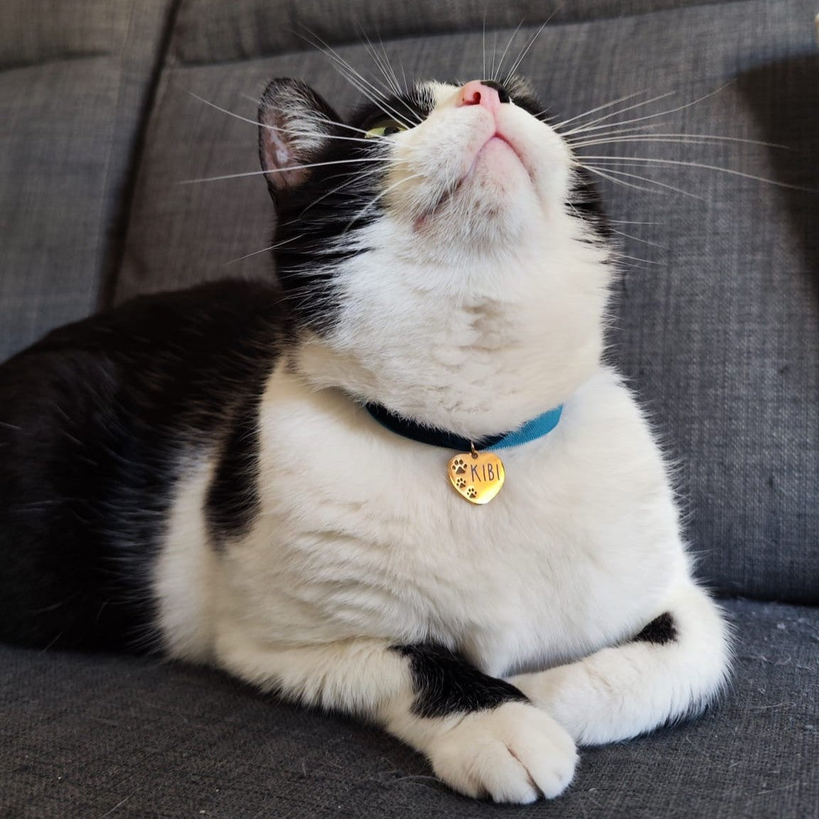 Felino Tag